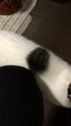 まるまる、覚えてるかニャー？の記事動画