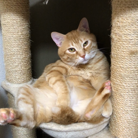 おじさん猫の画像