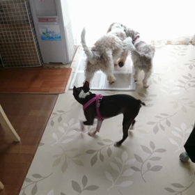姉弟犬遊んでくれると助かるわの画像