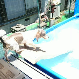 プチバセットの飛び込みの画像