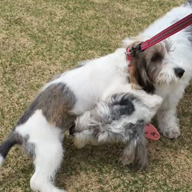 先日のオフ会でママにあったぽむの画像