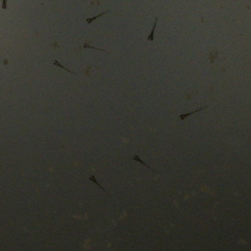 ピンポンパール稚魚の画像