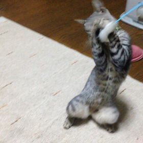 ハッスルの画像
