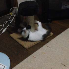 大ハッスルの画像
