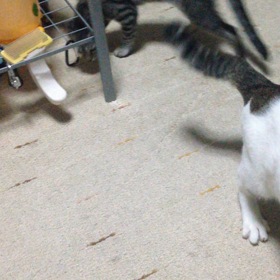 元気だなぁの画像