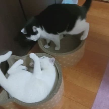 あられもない姿の記事動画