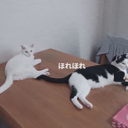 正しいしっぽの使い方の記事動画