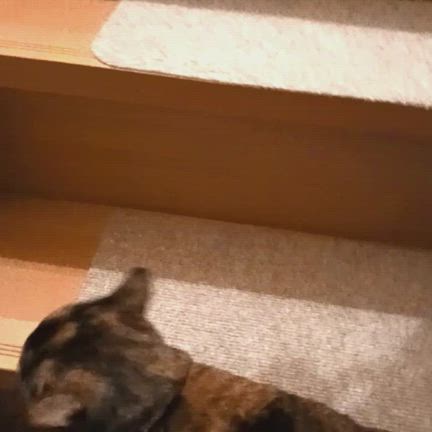 サビ猫 あらめの「ぶっちゃけトーク」の記事動画
