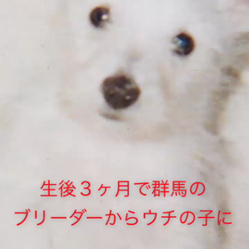 ミントの16年の画像