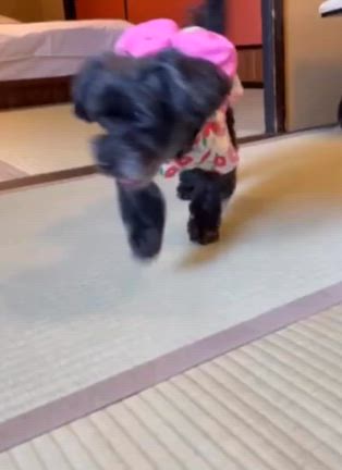 モコちゃんが帰天前に食べたかった物☆の記事動画