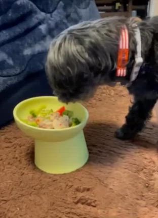 モコちゃんが帰天前に食べたかった物☆の記事動画
