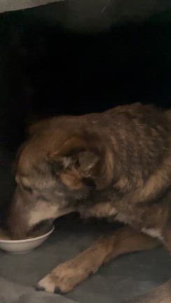 帰天前にサリーと お話ができて良かったこと⭐︎の記事動画