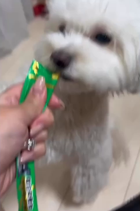 カリカリを嫌がる、チロちゃんとのアニコミと対処法☆の記事動画