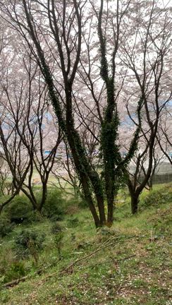 桜めぐり  2025③丹原町 熊野神社の記事動画
