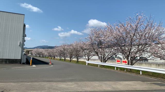 桜めぐり   2025⑤おまけのフジ東予店／ひょうたん池再びの記事動画