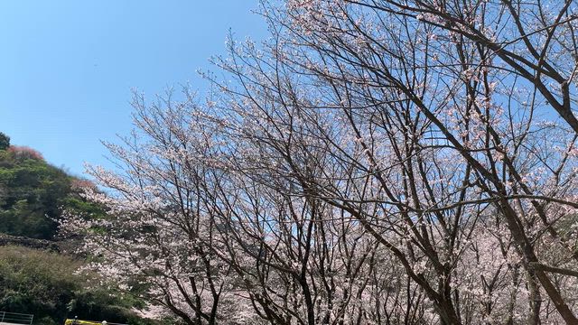 桜めぐり  ④  実報寺・タオル美術館駐車場・朝倉緑のふるさと公園の記事動画