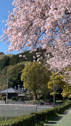 桜めぐり  ⑥  詰め詰めの新居浜・西条の桜たちの記事動画