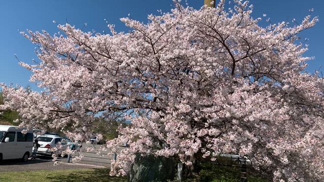 桜めぐり  ⑥  詰め詰めの新居浜・西条の桜たちの記事動画