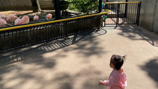 娘と動物園へ。の記事動画