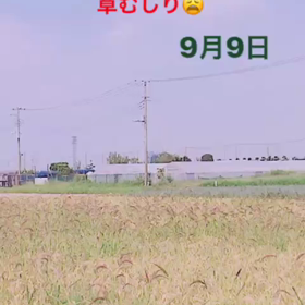 やばいの画像