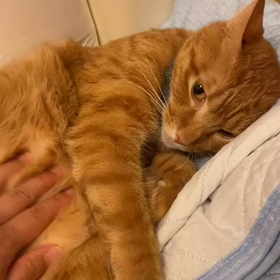 便秘猫の画像