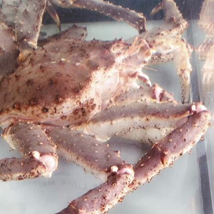 築地にエーリアンの記事動画