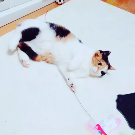 ねこネコ猫もぐらさん♡の記事動画