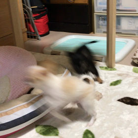 スーパーチワワの画像