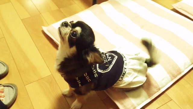 癒し犬☆の記事動画