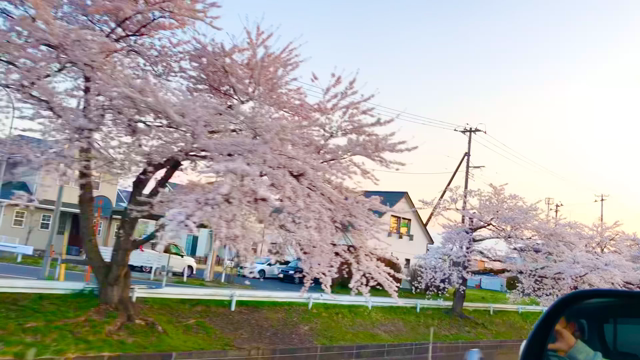 十和田の桜を見てきました☆の記事動画