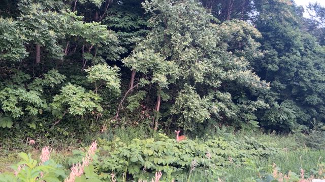 腹くくって生きれば！たいしたことないはずなんです！の記事動画
