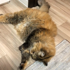 猫のあーちゃんの画像