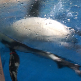 水族館のある町の画像