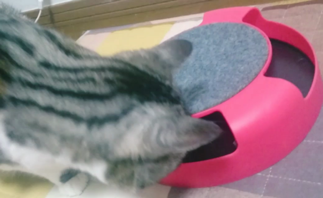 ちょいちょい、サラたん★の記事動画