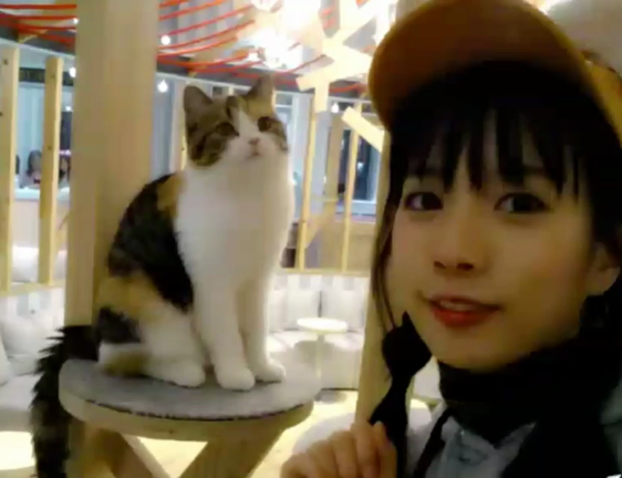 りさんぽ、猫たち★の記事動画