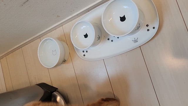 たまには茶太郎くんの動画をの記事動画