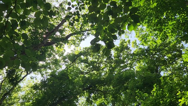 柏への記事動画