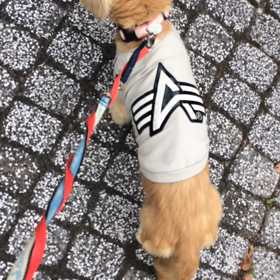 昨日はの画像