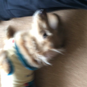 ヤッターサラちゃん良性でした♪♪♪の画像