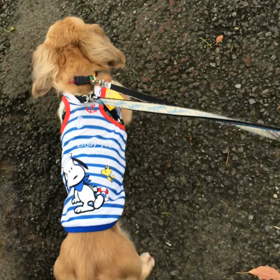 お散歩♪の画像