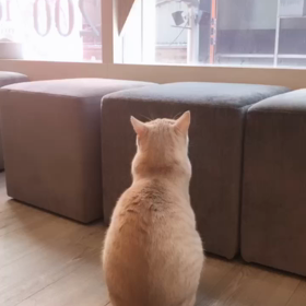 猫ちゃんの画像