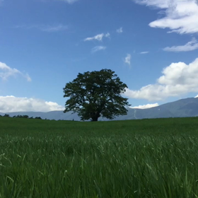 小岩井農場の画像