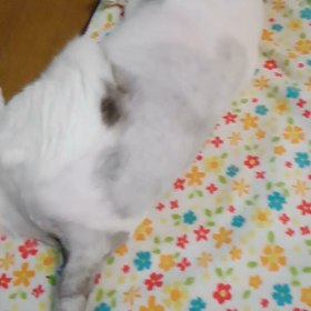 2018/04/09の画像