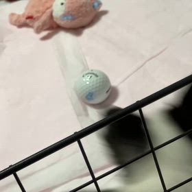 初めての画像
