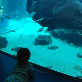 沖縄美ら海水族館。の画像