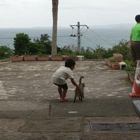 野良猫とたわむれる。の画像