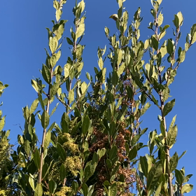 めじろさん！の画像