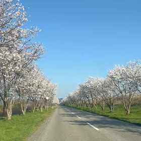 母恋街道の画像