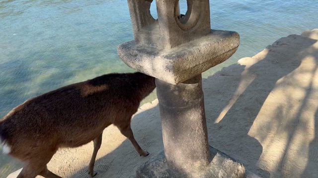 明日の東京セミナーのお知らせをさせてください。。(鹿に癒されます。)の記事動画