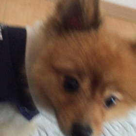 甘えん坊さん‼️の画像